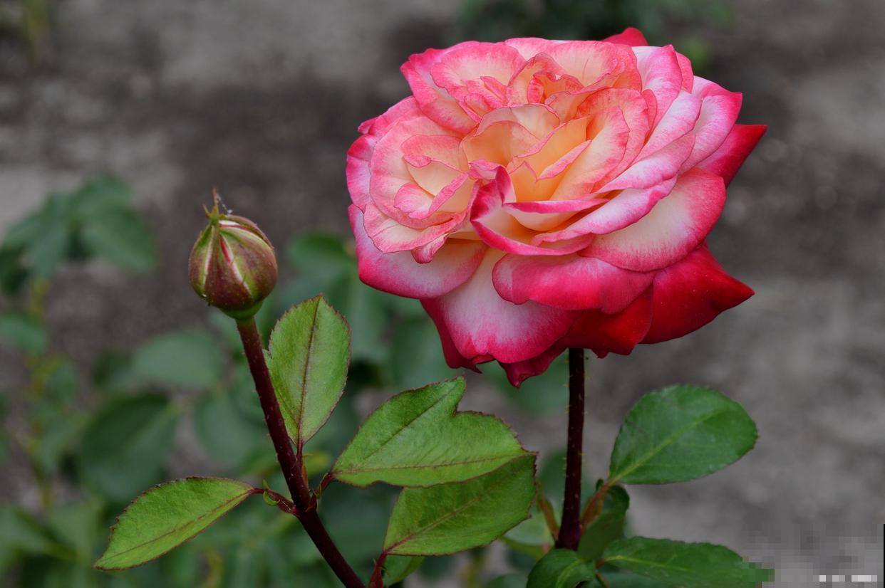 月季有红蜘蛛怎么办 月季有红蜘蛛怎么办