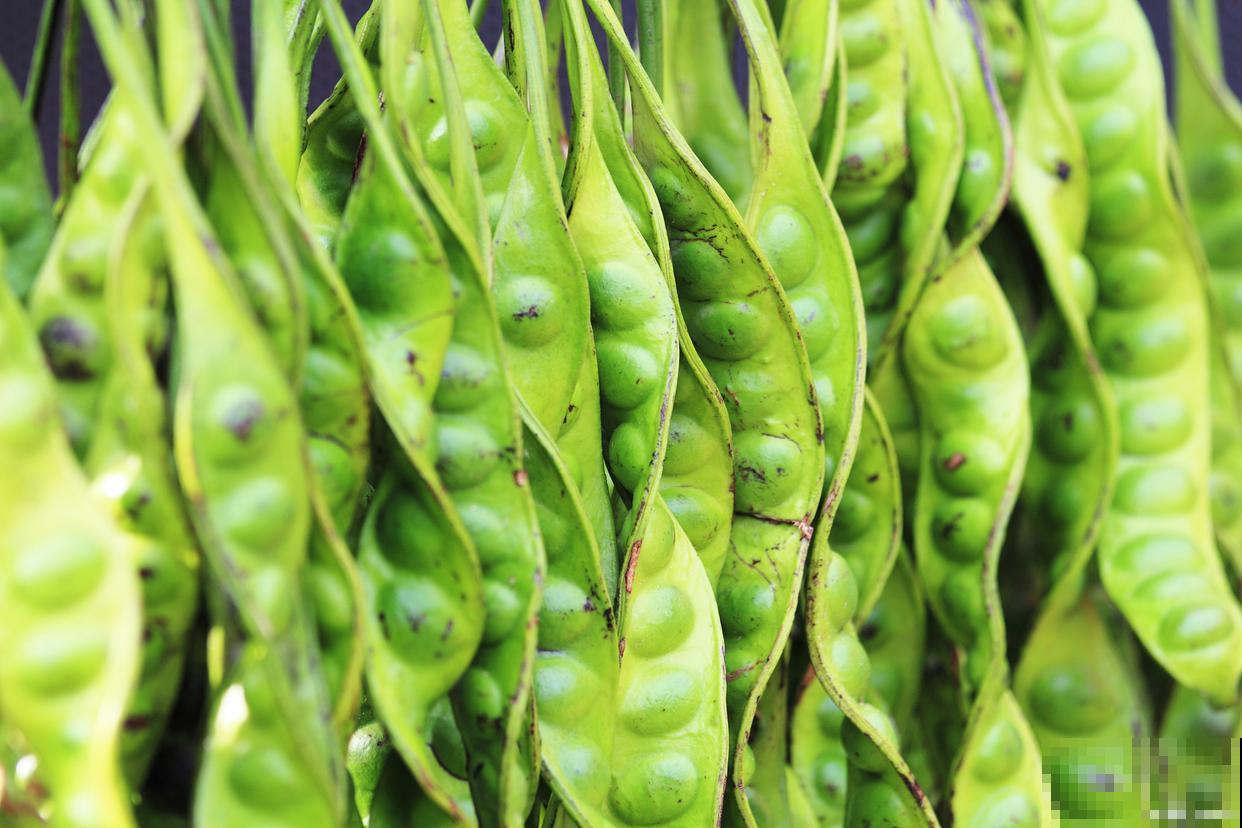 四棱豆的种植方法和时间 四棱豆的种植方法和时间