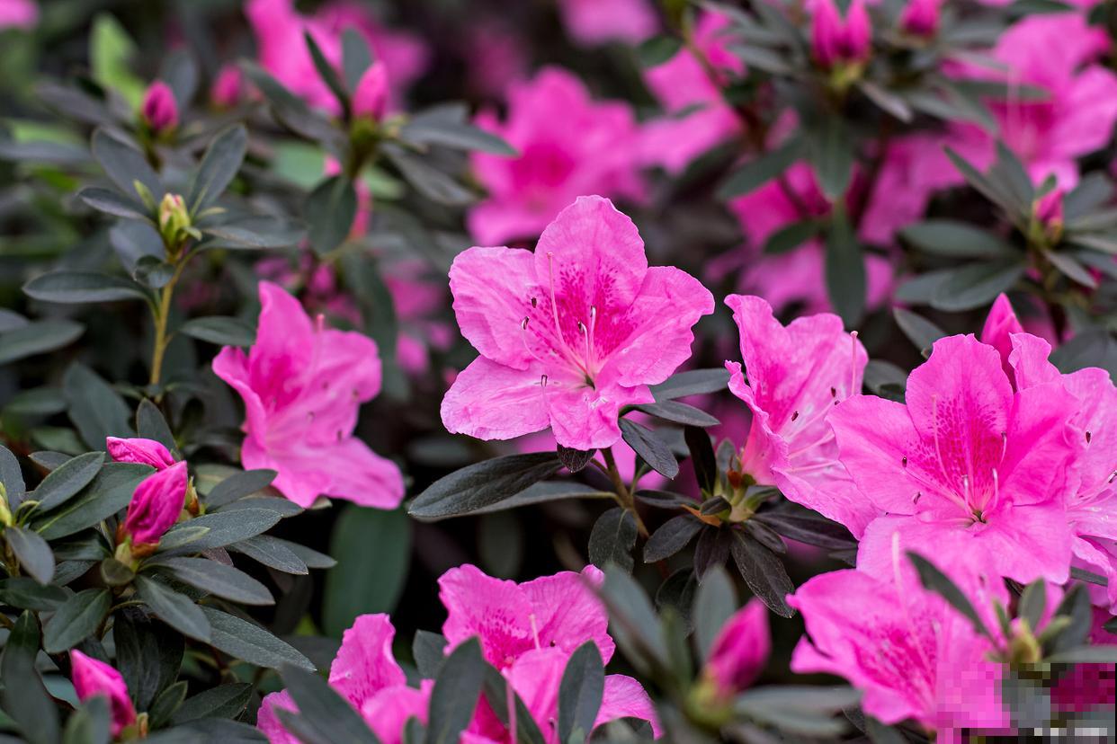 杜鹃花土怎么配？