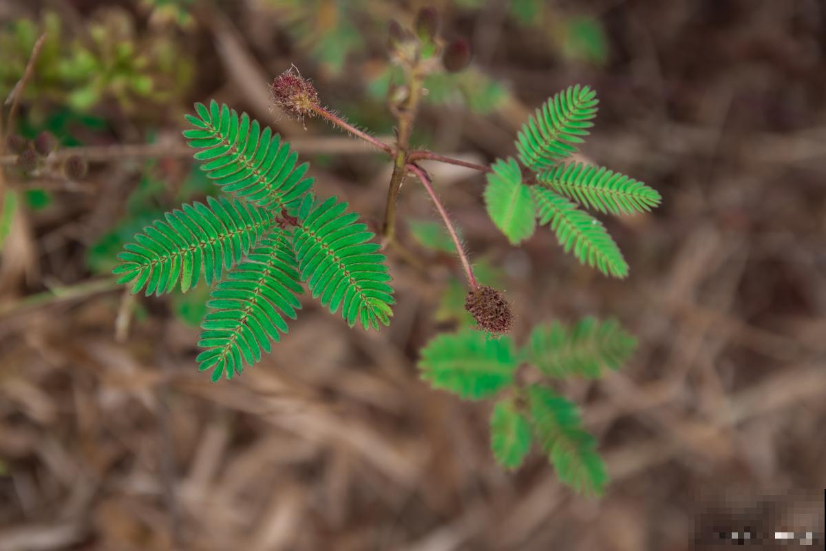 木本的花卉有哪些