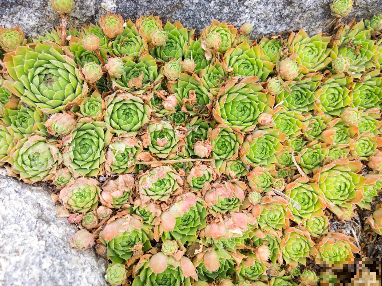 山地玫瑰怎么换盆