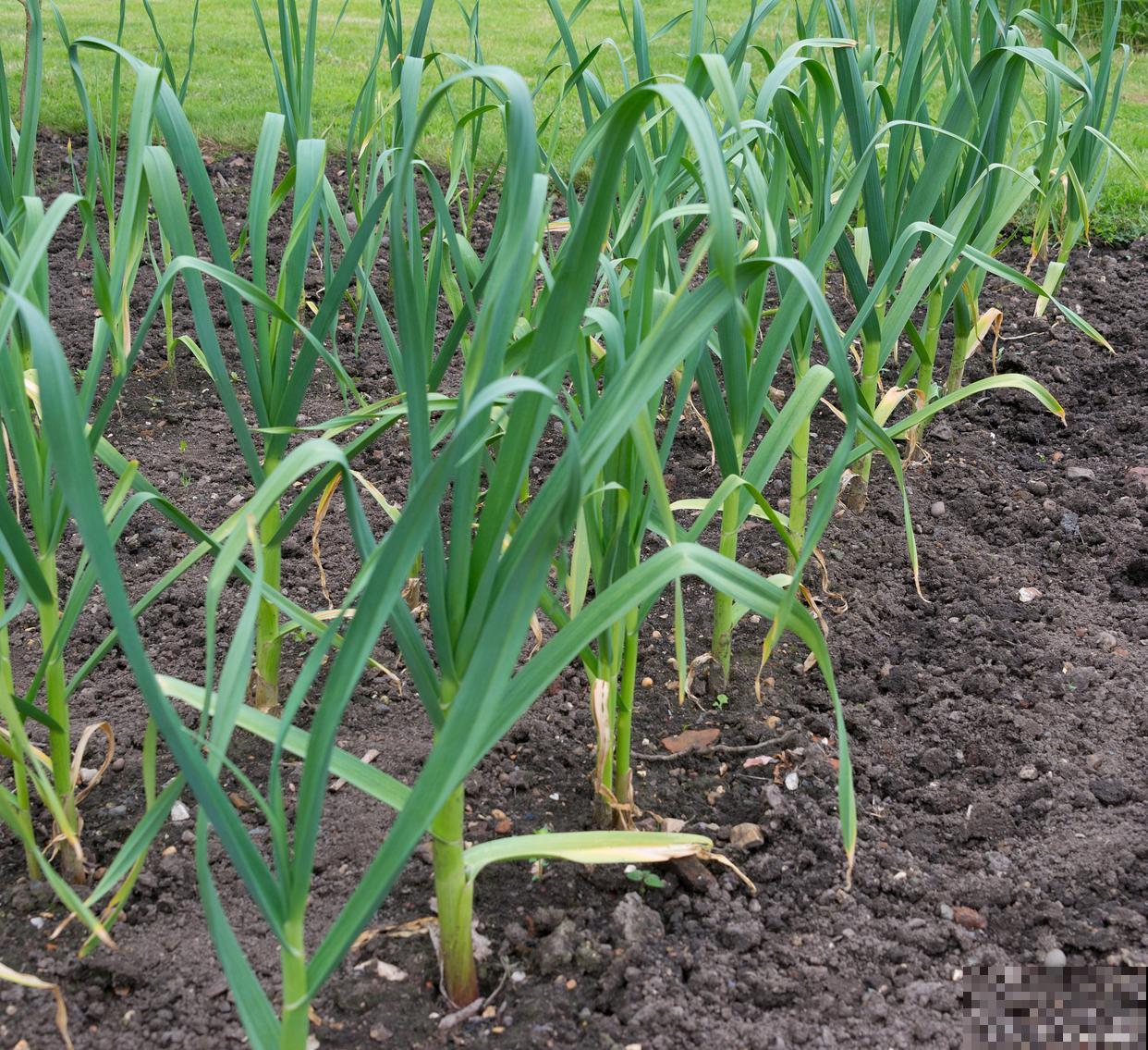 大蒜黄叶是怎么回事