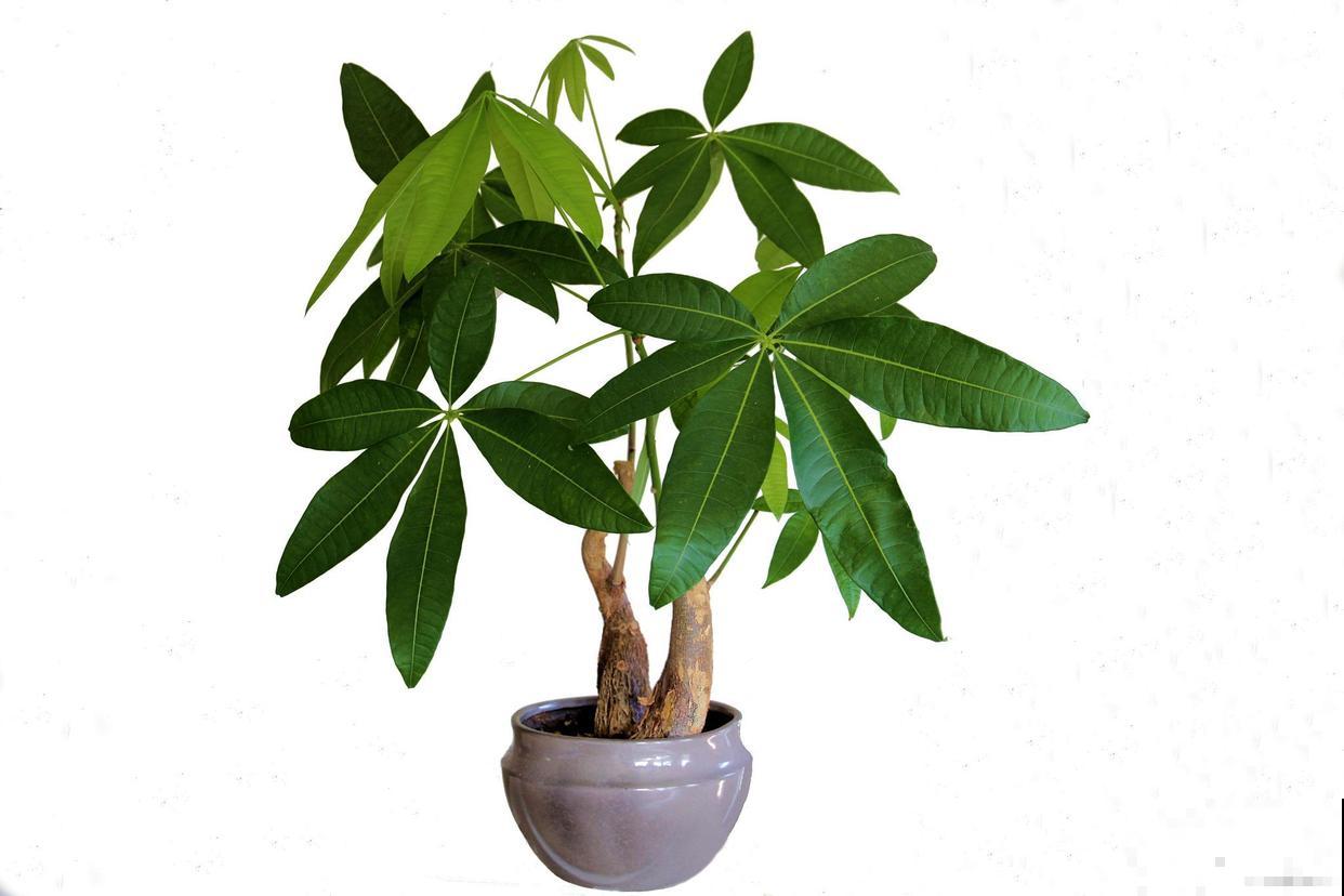 发财树叶尖干枯要怎么补救