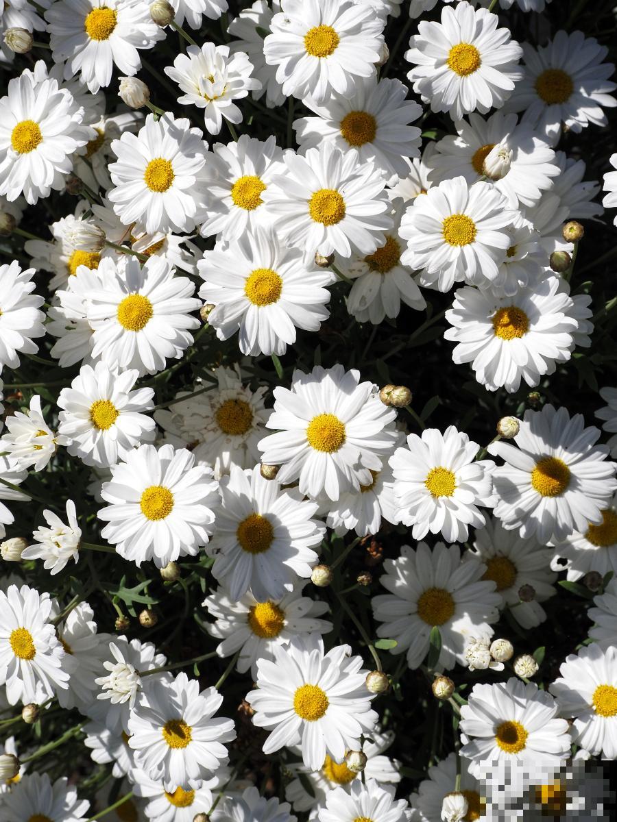 雏菊如何种植的? 雏菊如何种植的?