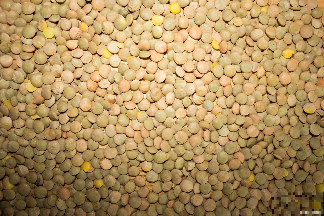 哪些种子需要催芽 哪些种子需要催芽