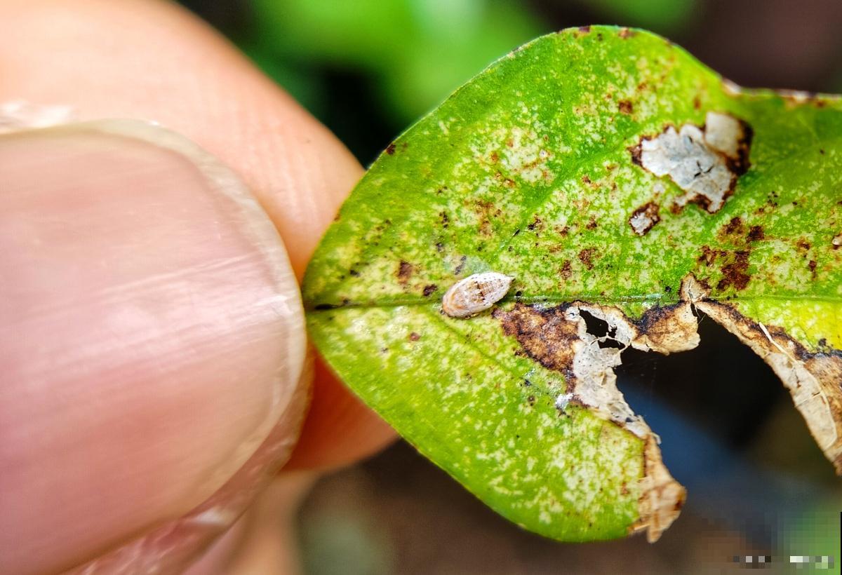 梨锈病怎么治的? 梨锈病怎么治的?