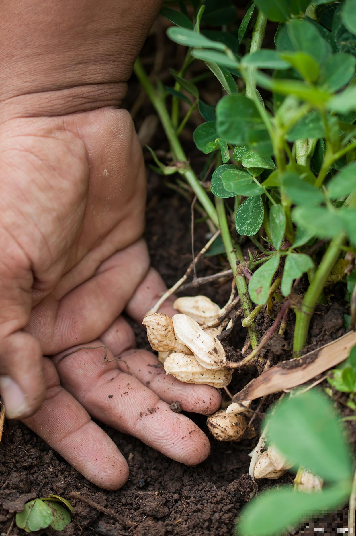 花生什么时候播种