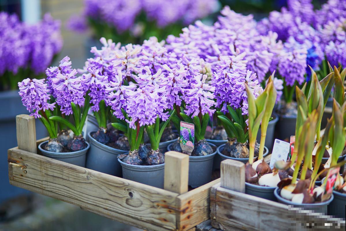 风信子的根烂了怎么办 风信子的根烂了怎么办