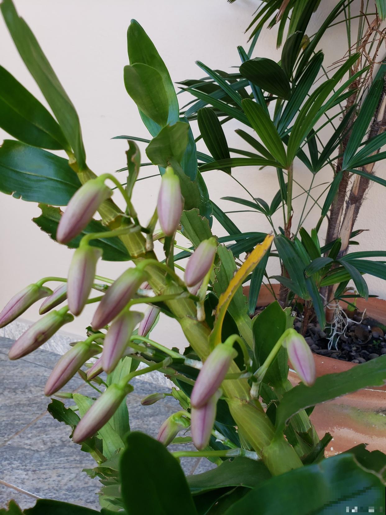 凤尾兰怎么修剪？