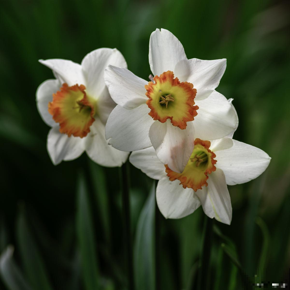 球根类植物有哪些 球根类植物有哪些