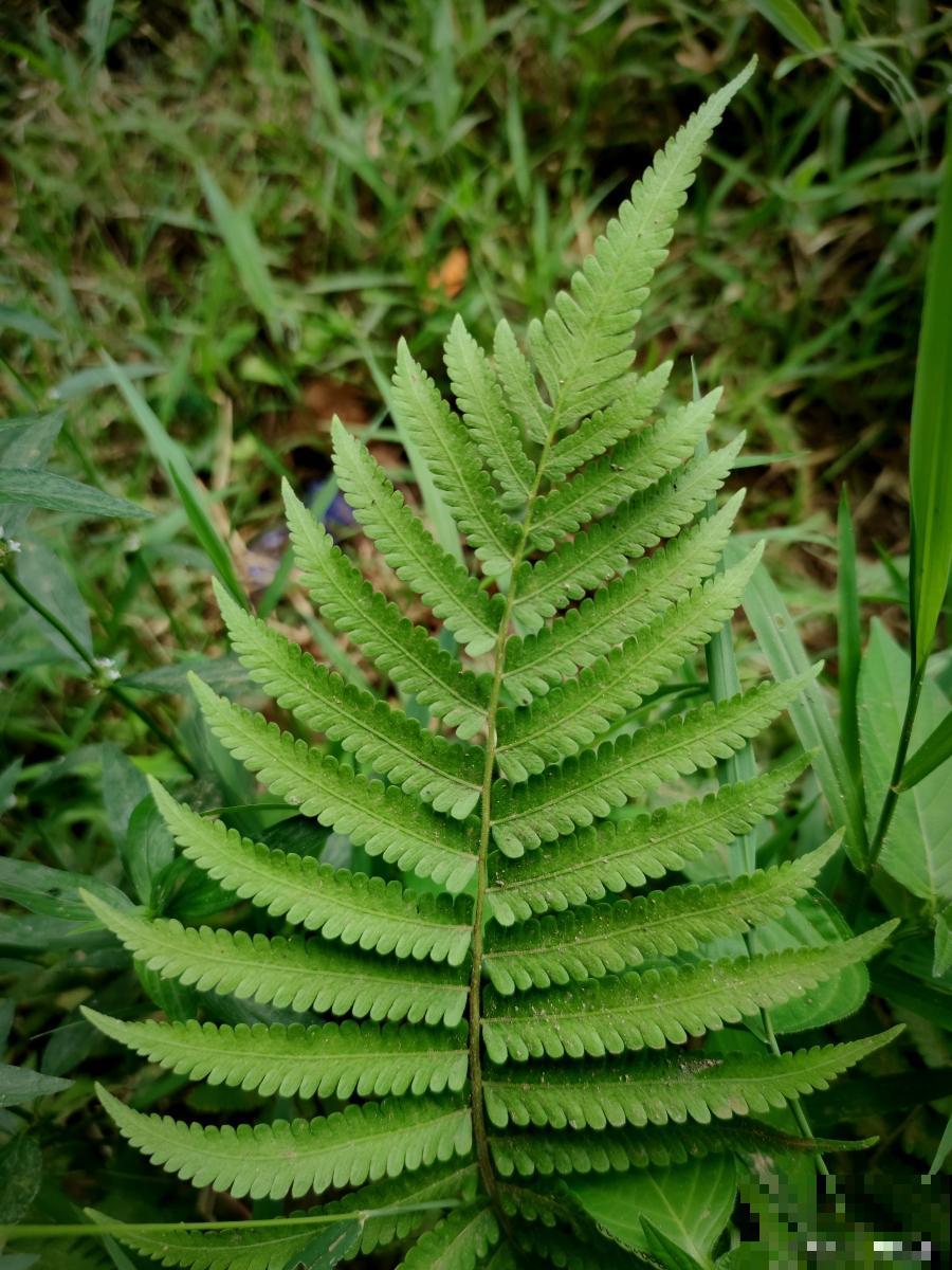 肾蕨怎么施肥的? 肾蕨怎么施肥的?