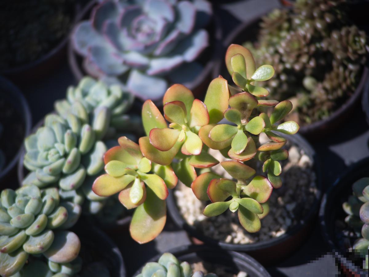 多肉夏季怎么养？