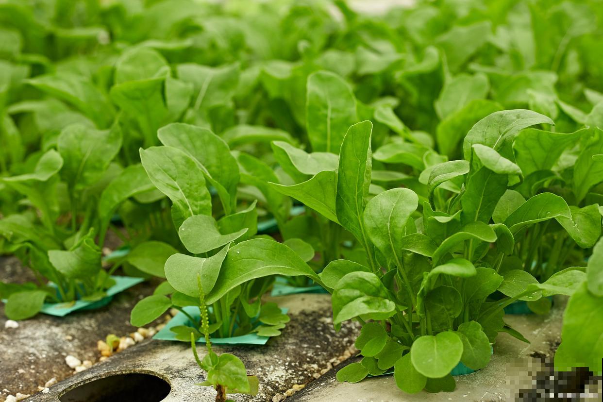 菠菜怎么种才能出得好 菠菜怎么种才能出得好