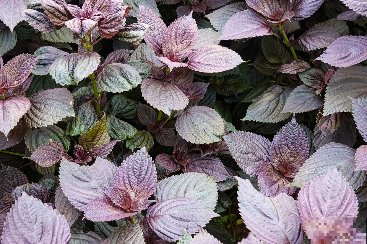 紫苏什么时候种植