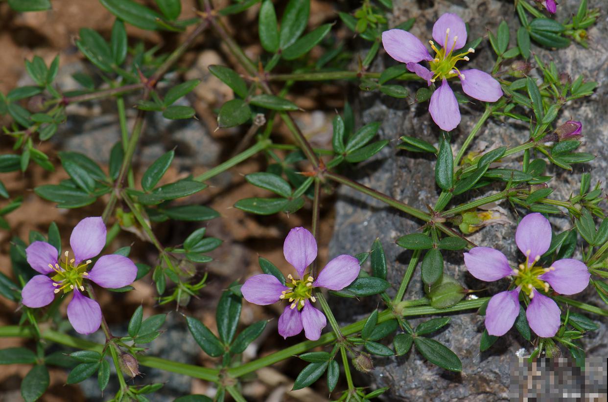 半枝莲怎么养的？
