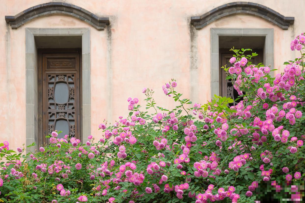 蔷薇花如何修剪？