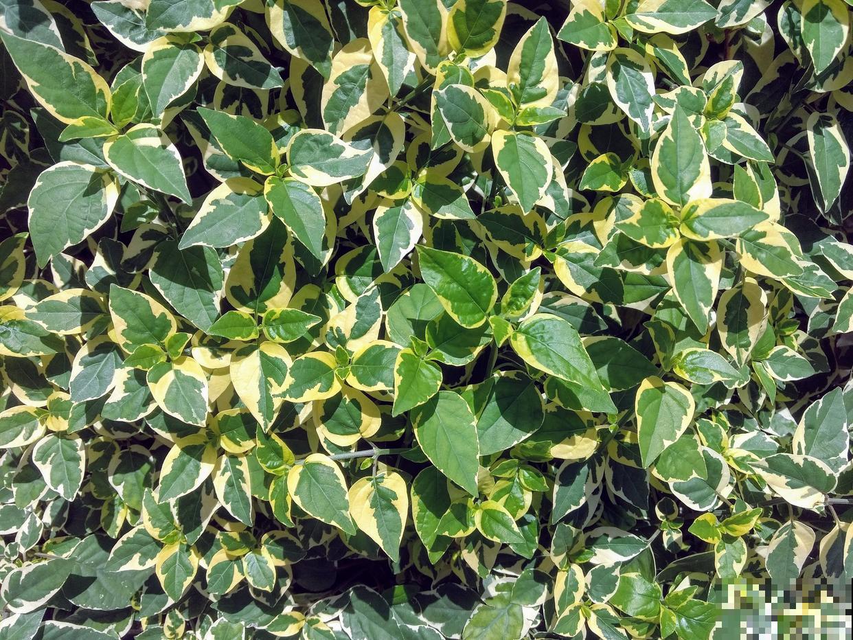 花叶络石叶子干枯是怎么了