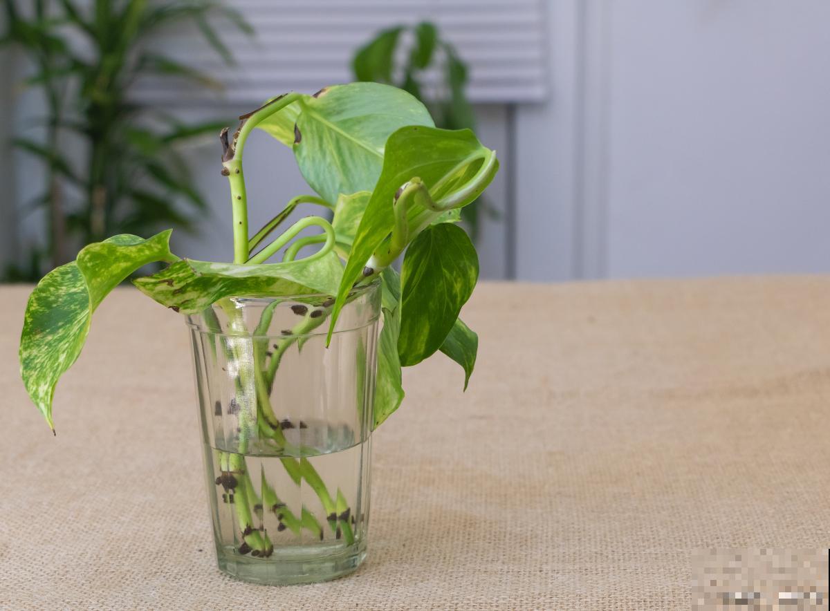 合果芋水培怎么养