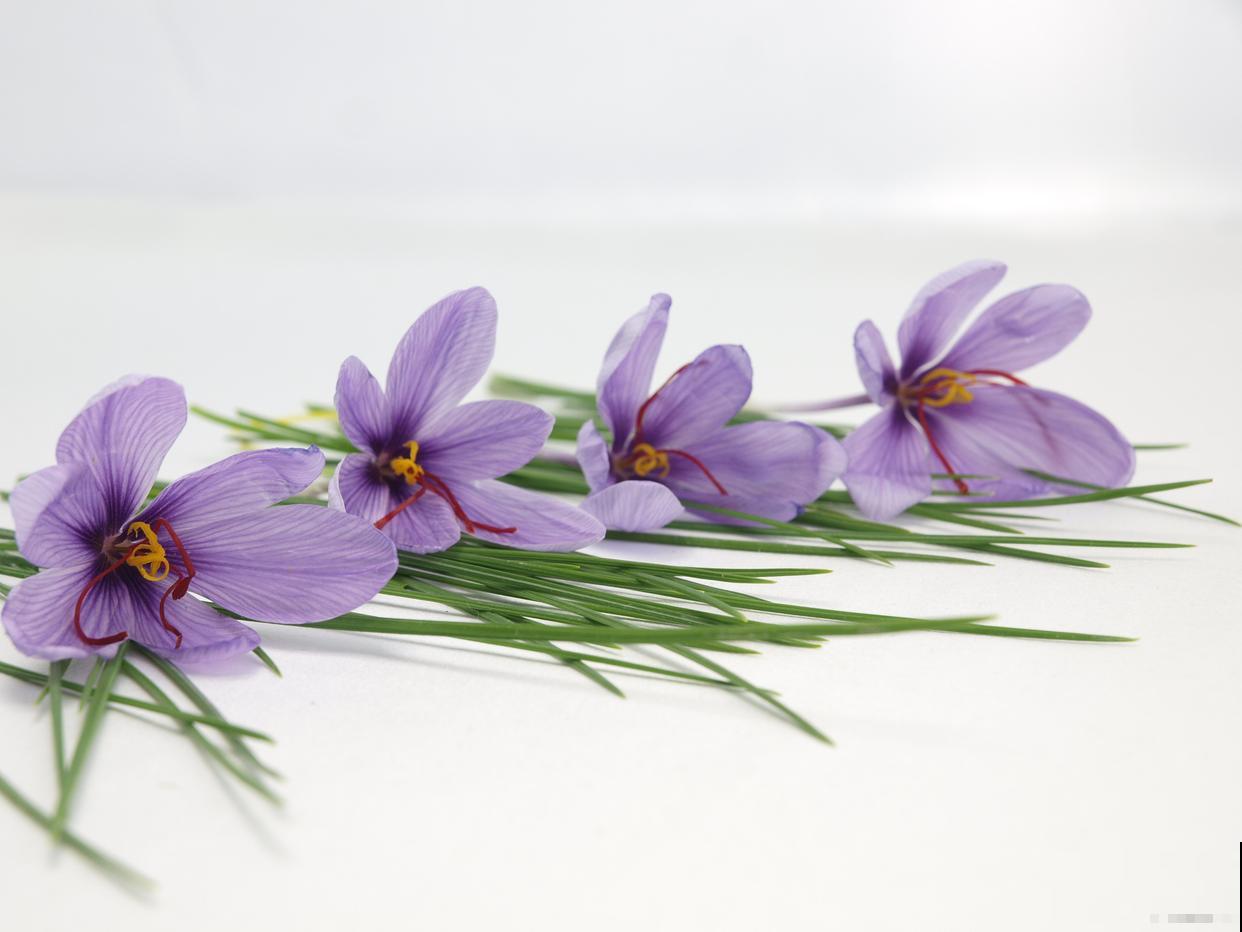 藏红花如何种植？