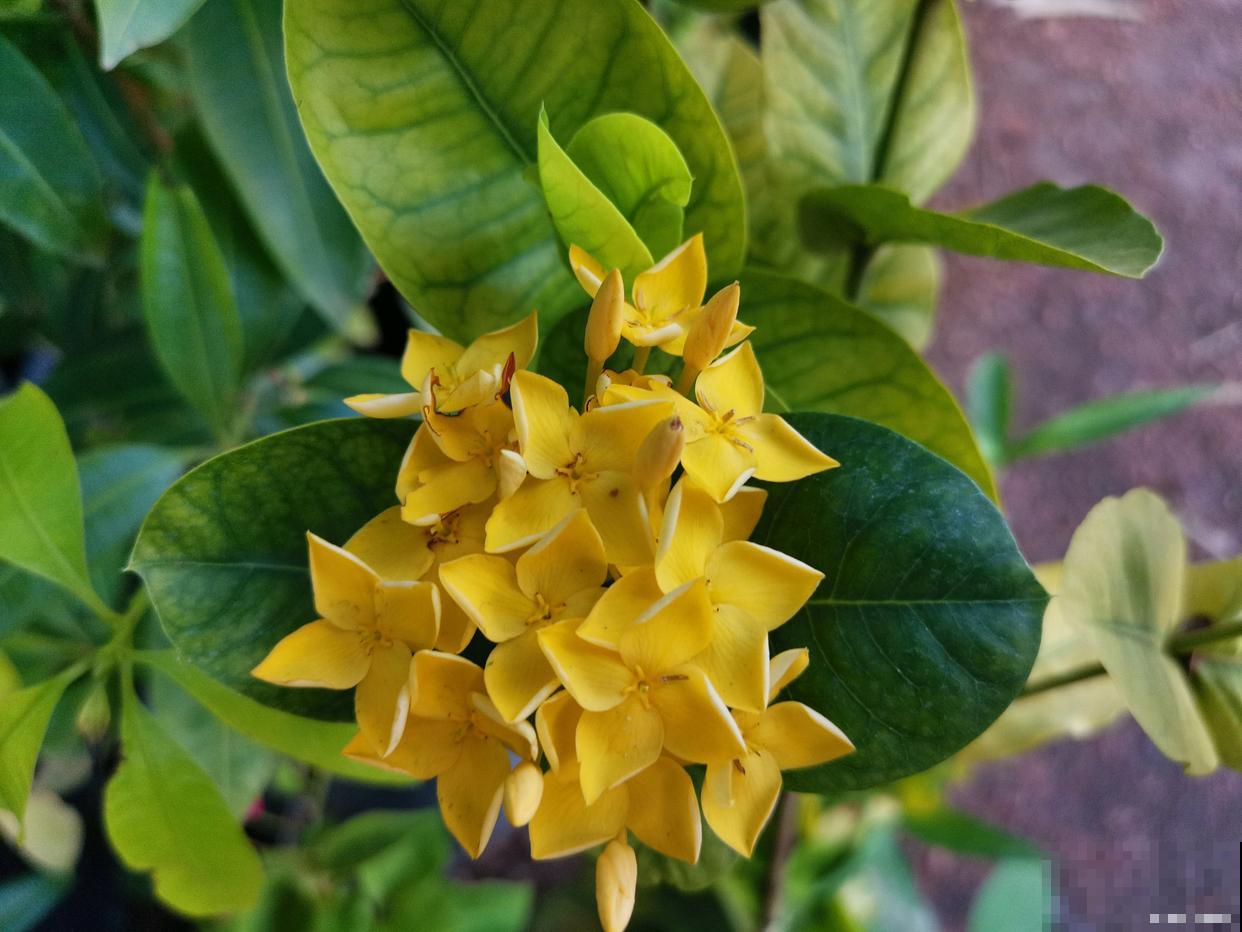 金边瑞香如何养护