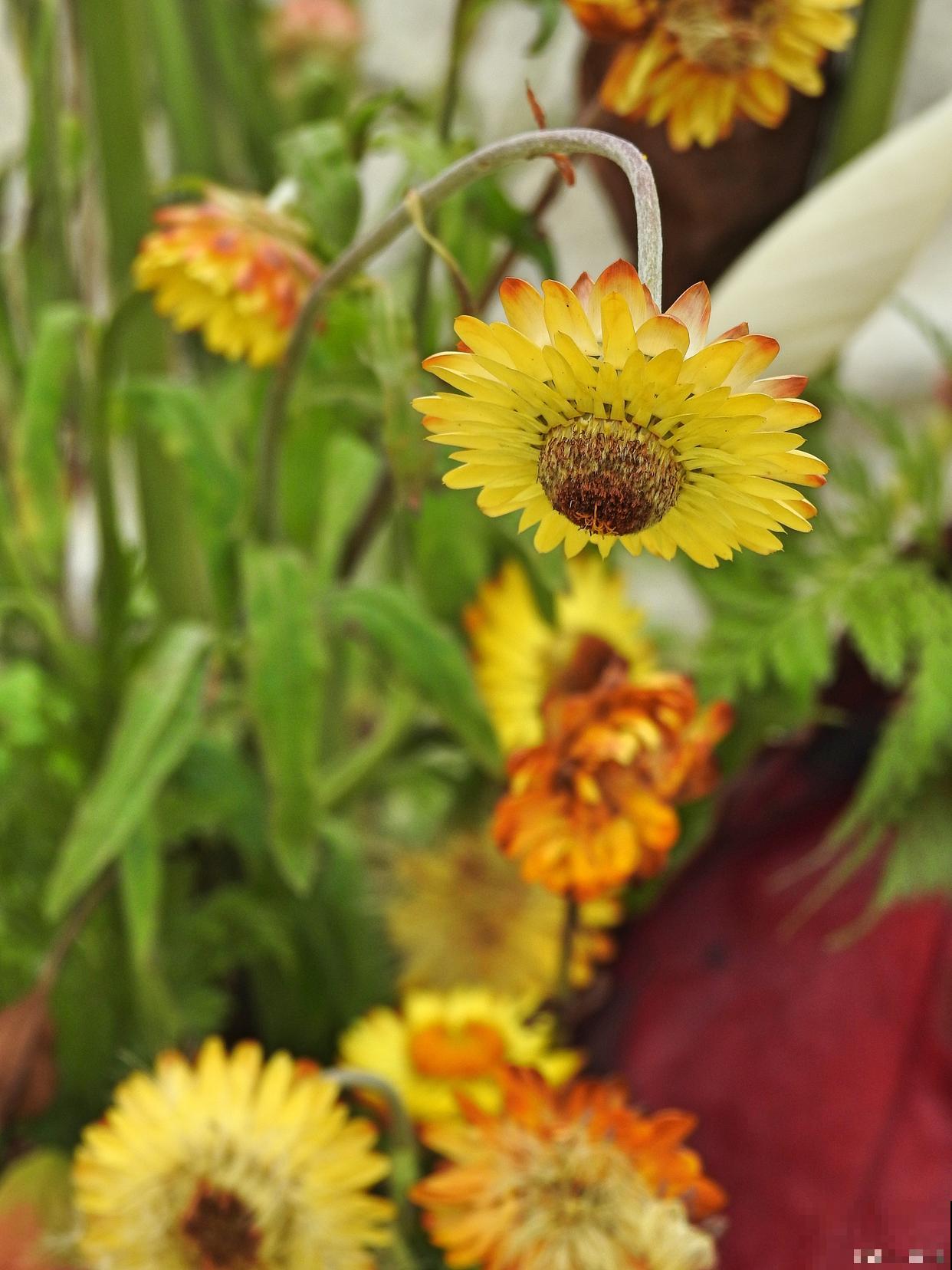 黑心菊什么时候播种比较好