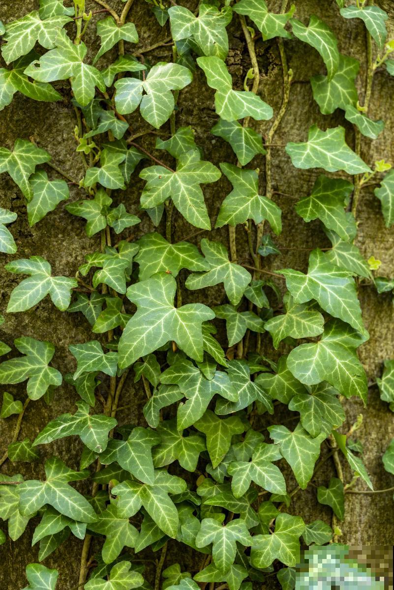 办公室适合放什么绿植