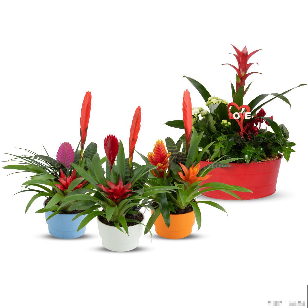 矮花盆适合养什么花 矮花盆适合养什么花