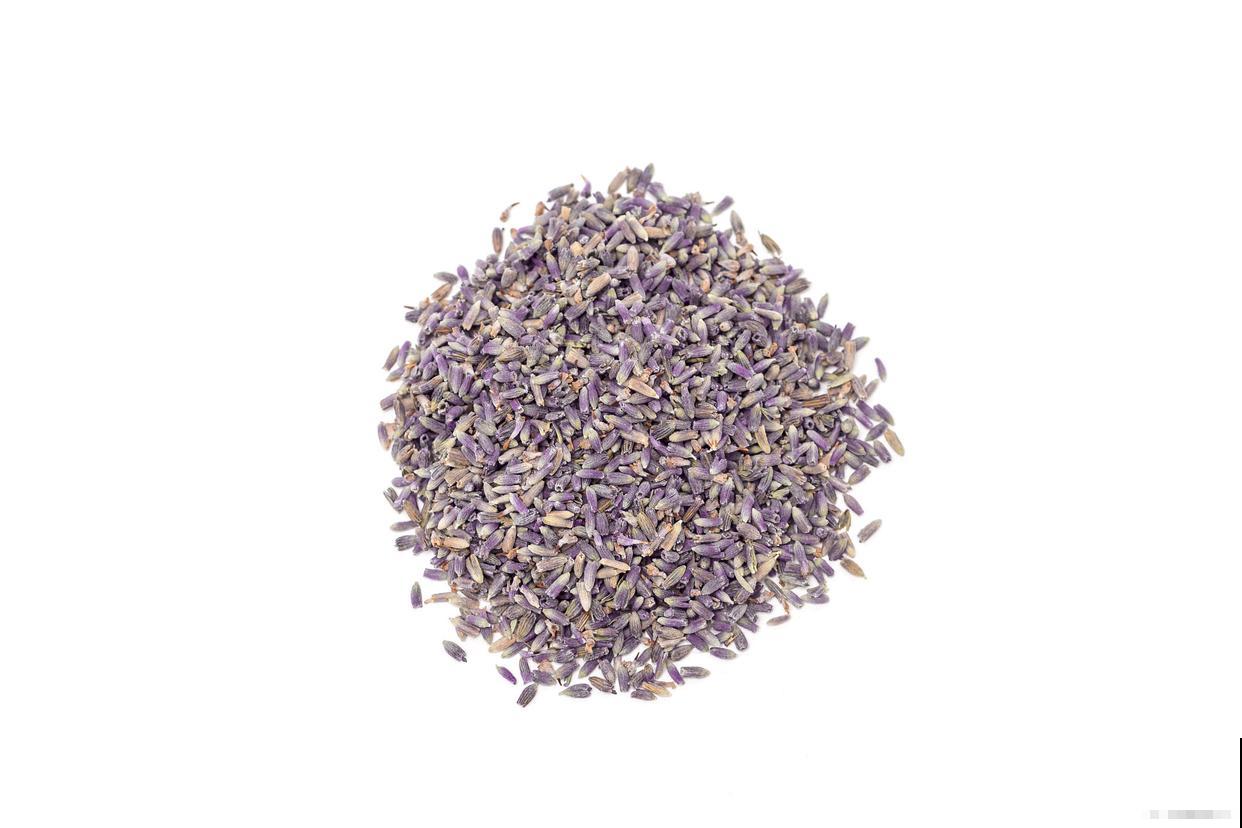 紫罗兰什么时候播种最好