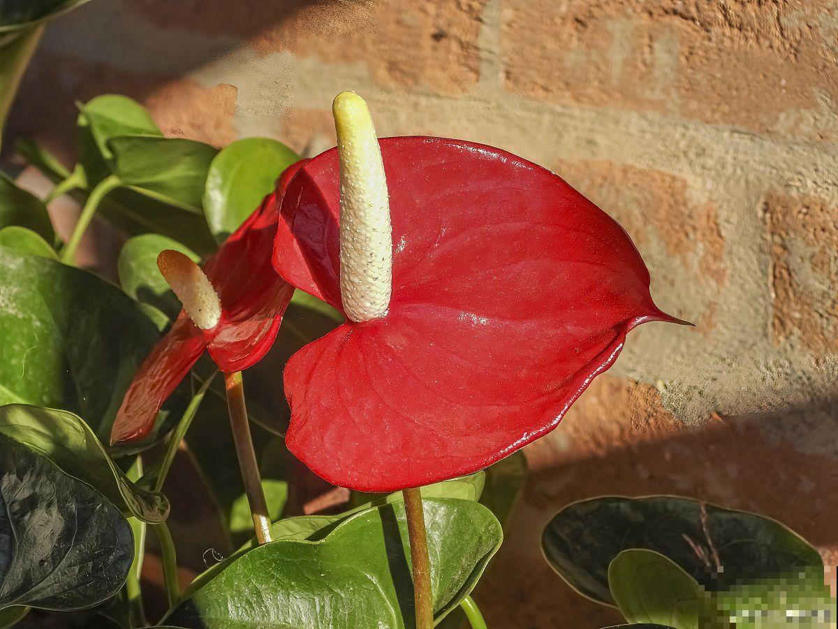 火鹤花不红怎么回事