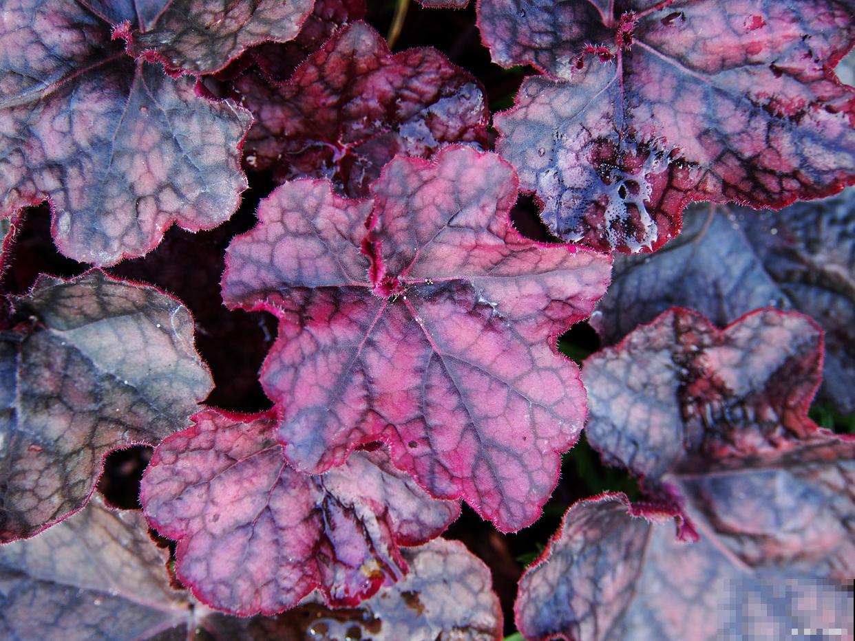 矾根用什么盆种好看