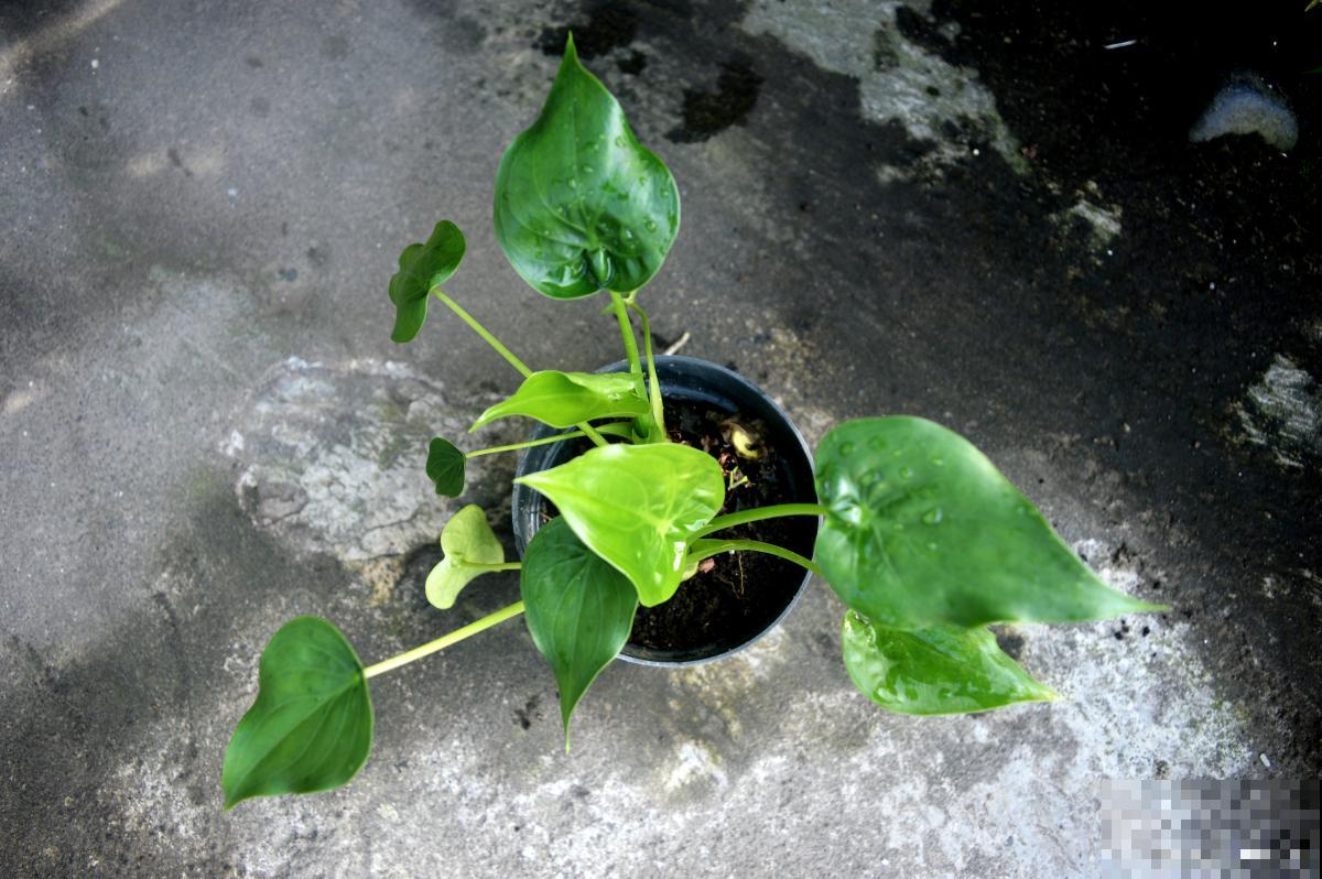 滴水莲叶子发黄怎么办