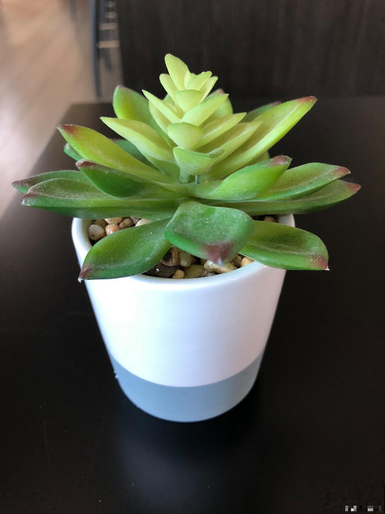 吉娃娃怎么繁殖？