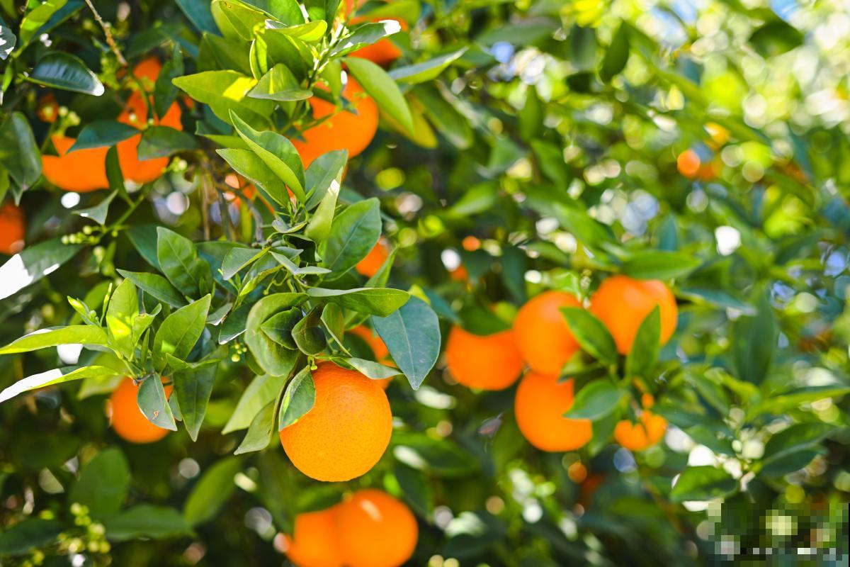 鸡蛋壳适合哪些植物