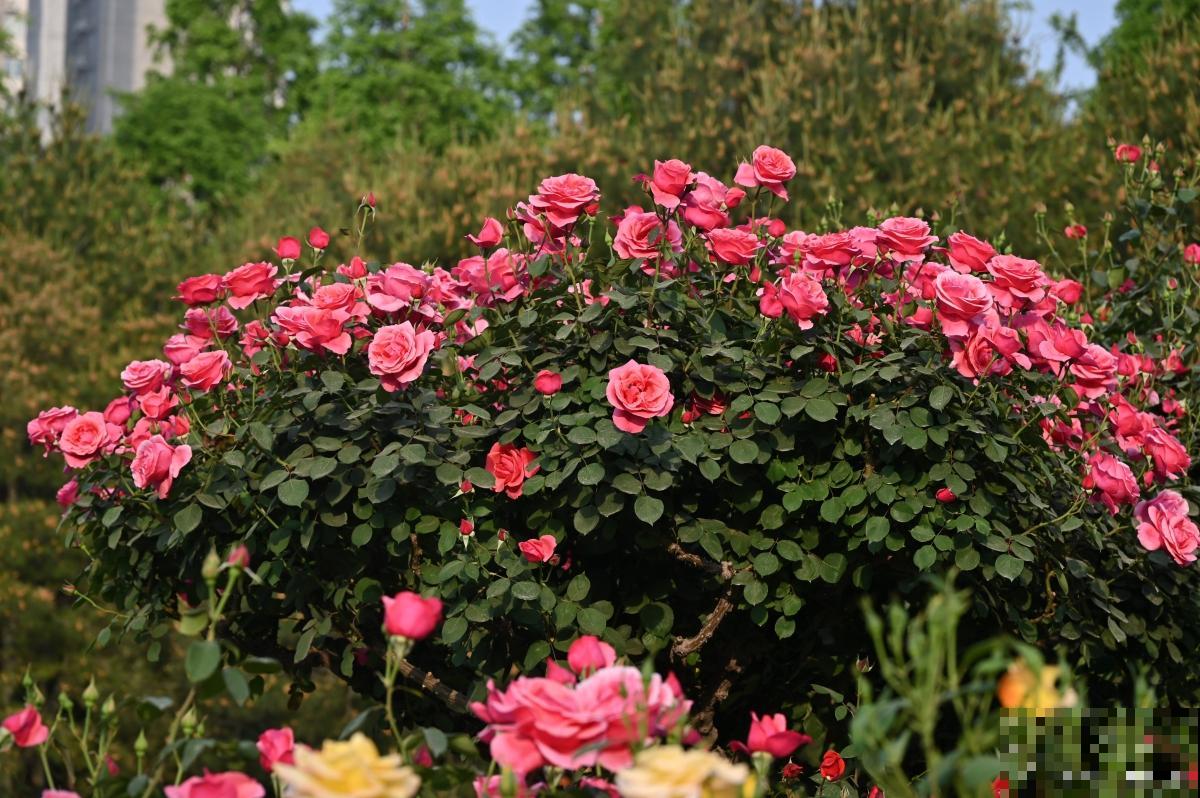 中秋节有什么花？