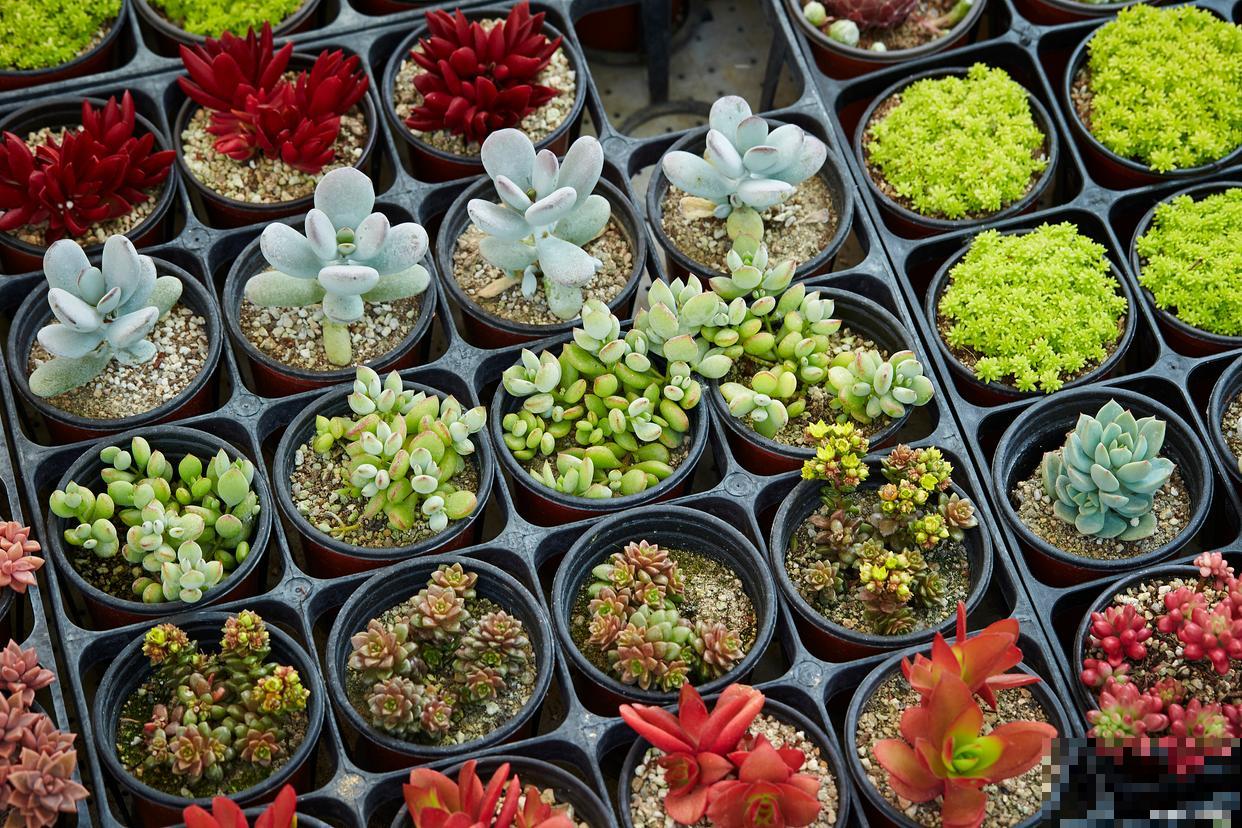 多肉植物福娘怎么养 多肉植物福娘怎么养