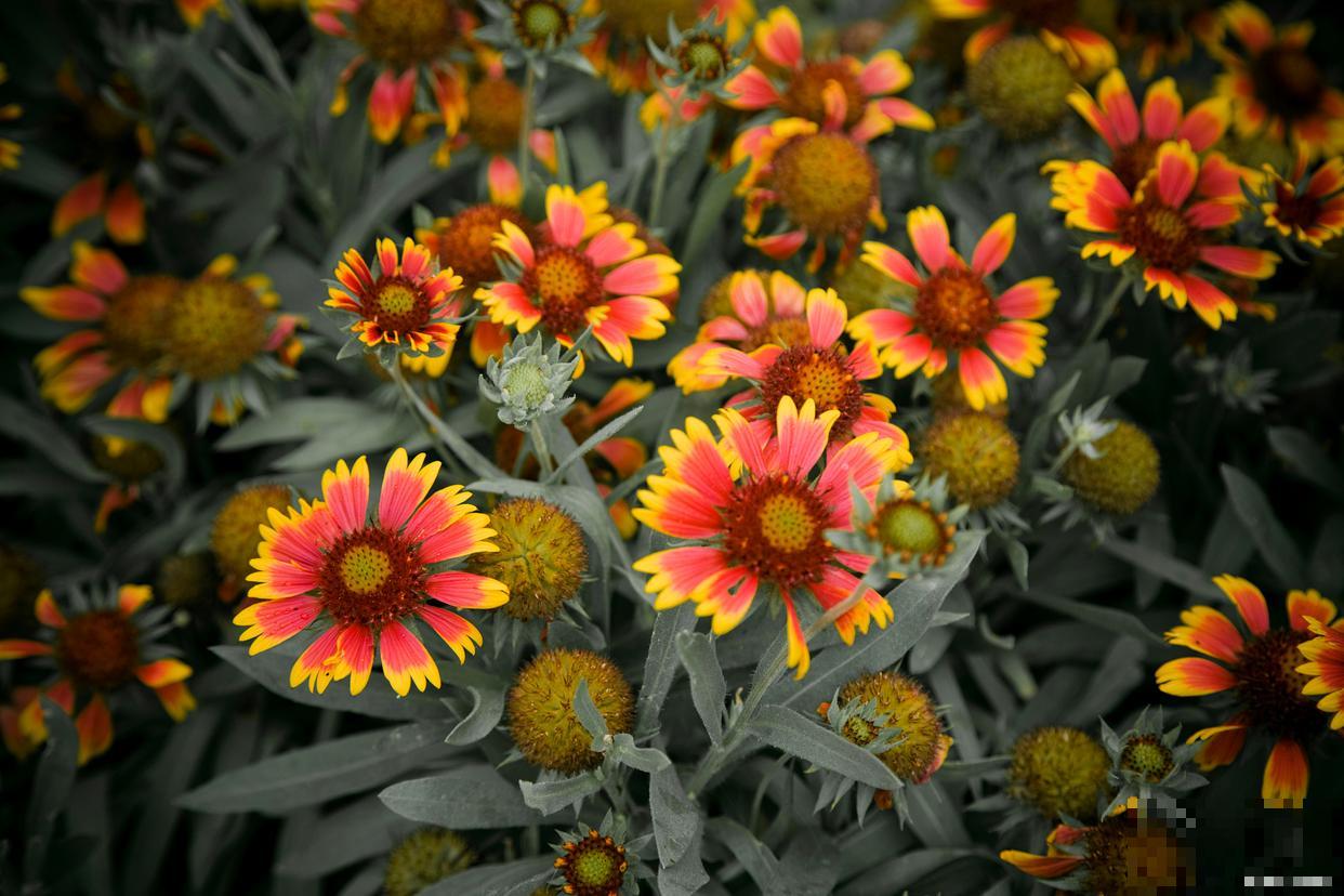 松果菊怎么种植？