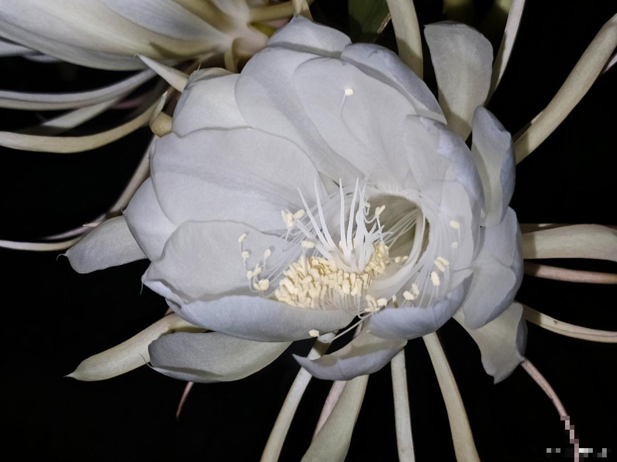 昙花怎么养 昙花的养殖方法 昙花怎么养 昙花的养殖方法