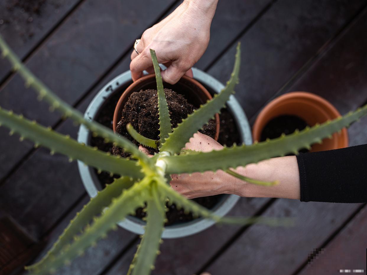 盆栽火龙果出苗怎么养