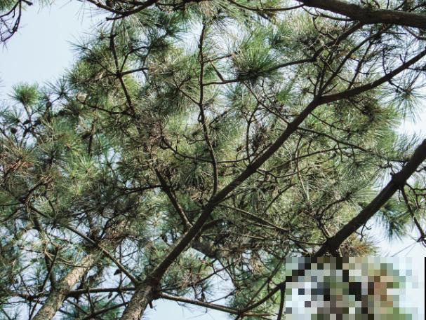 黑松小苗造型，主要有这2种方式，快来看看