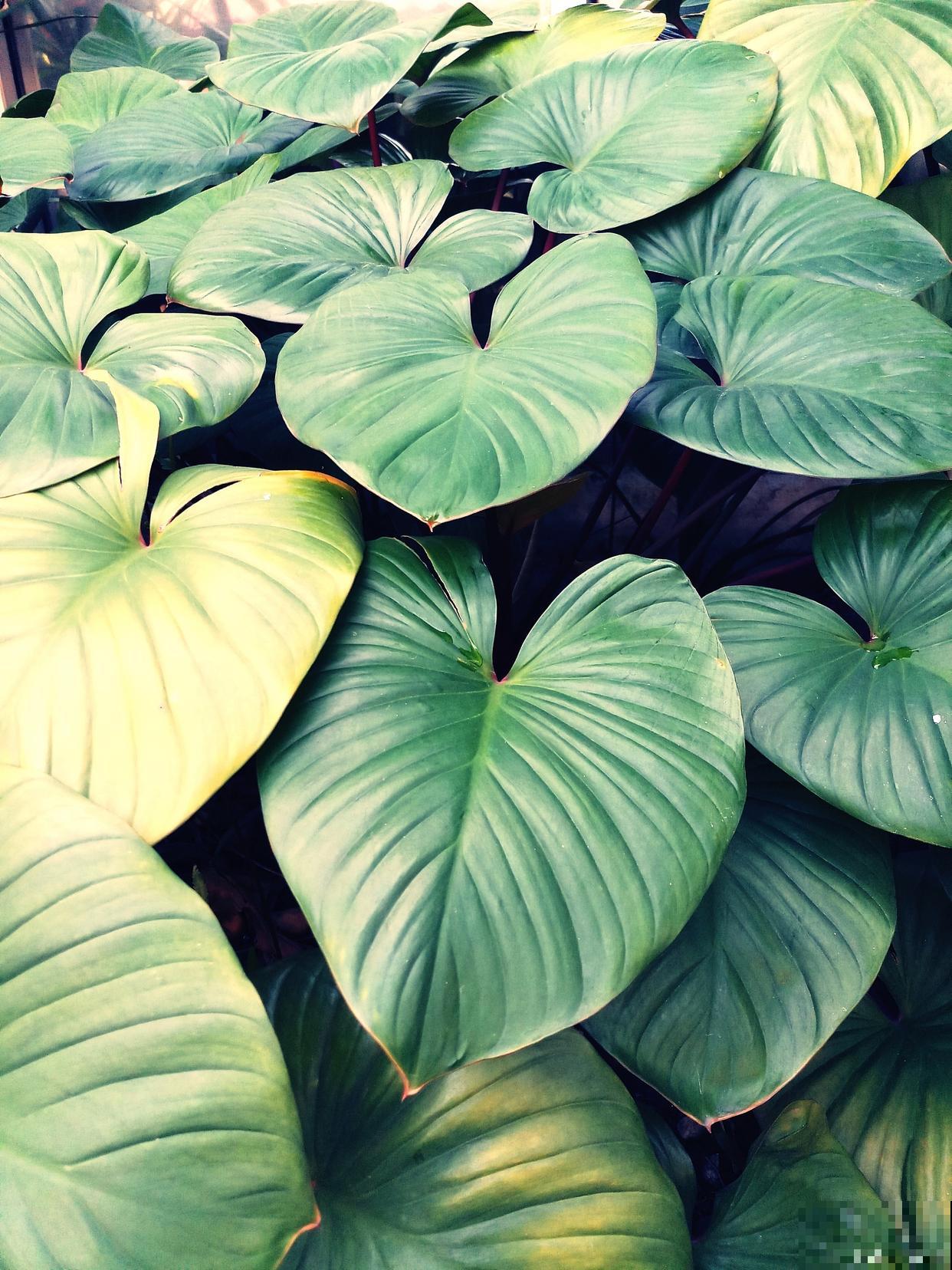 滴水莲叶子发黄怎么办