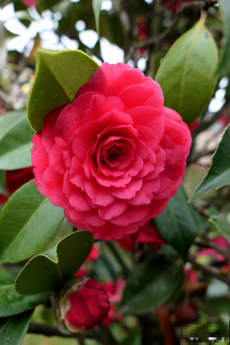 茶花长向一边怎么办 茶花长向一边怎么办