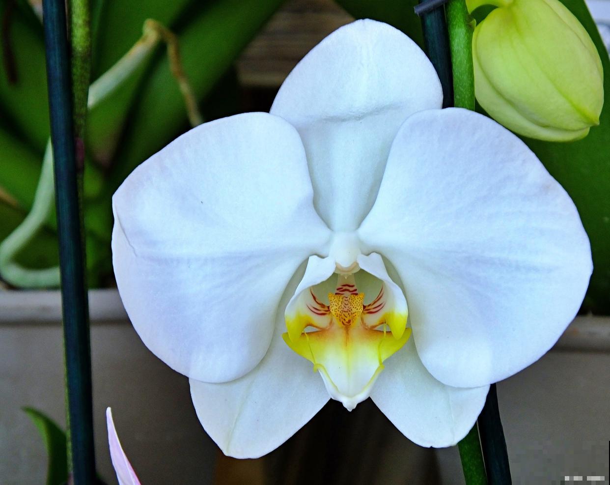 香雪兰如何浇水？