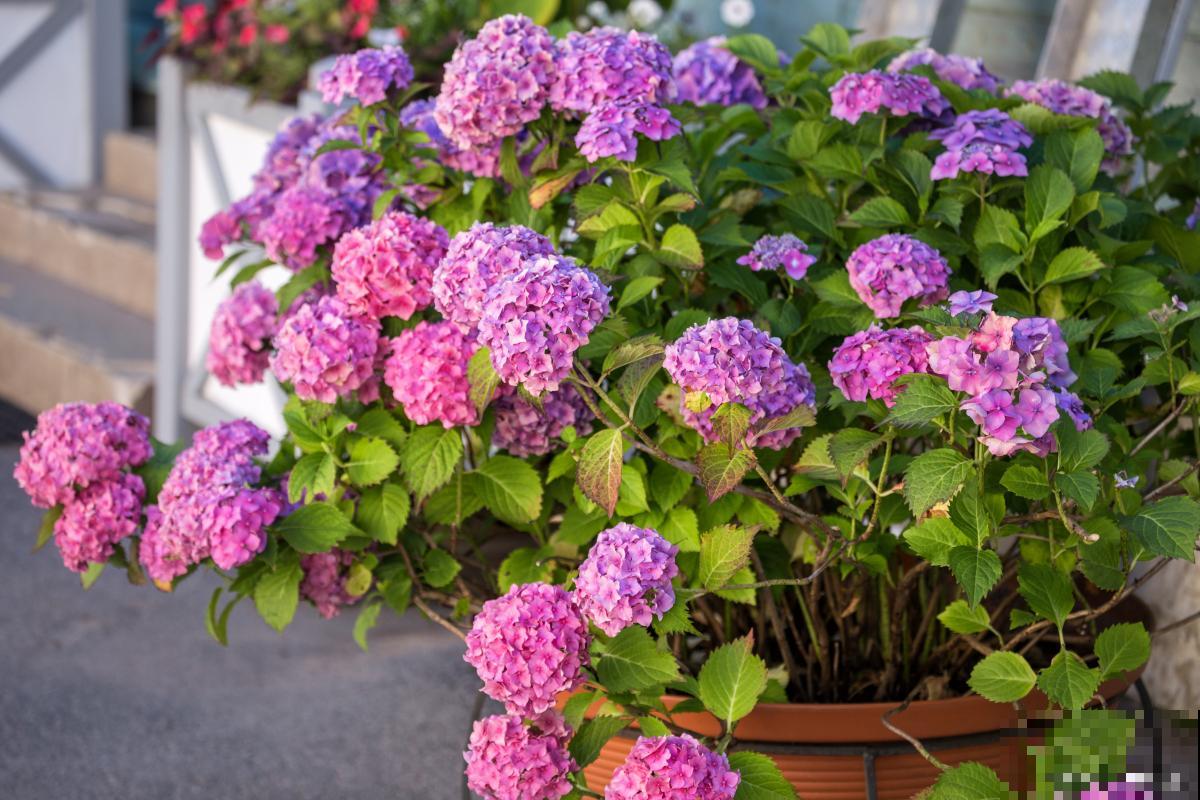 大花绣球什么时候开花 大花绣球什么时候开花