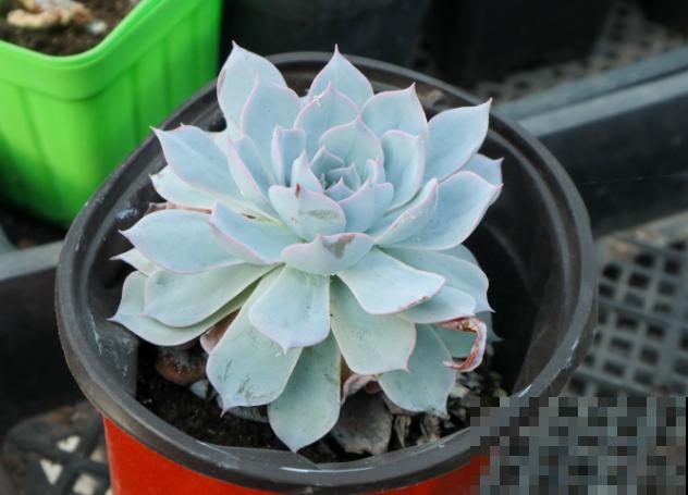 多肉不长根，记住这2种生根方法，轻松解决