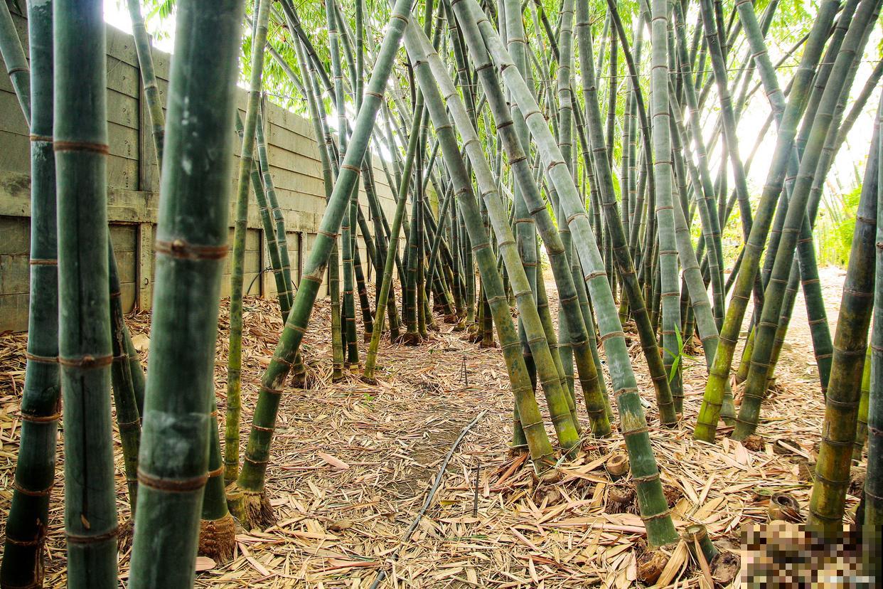 毛竹种子种植时间和方法