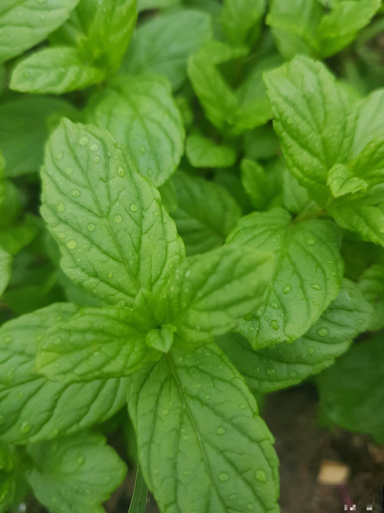 薄荷种类有哪些? 薄荷种类有哪些?