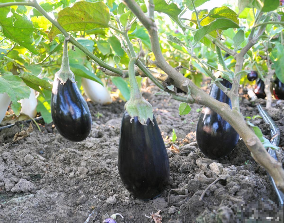 观果的植物有哪些