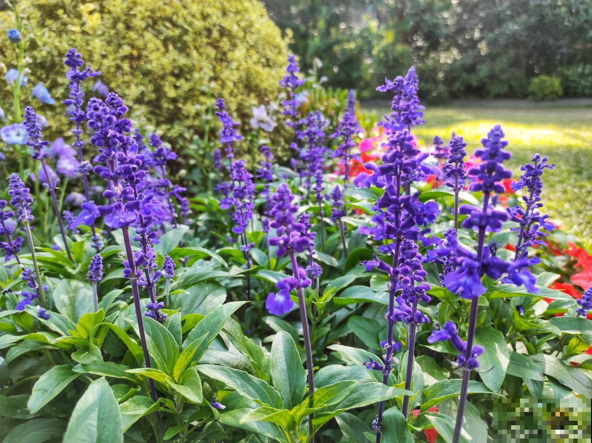 露地宿根花卉有哪些
