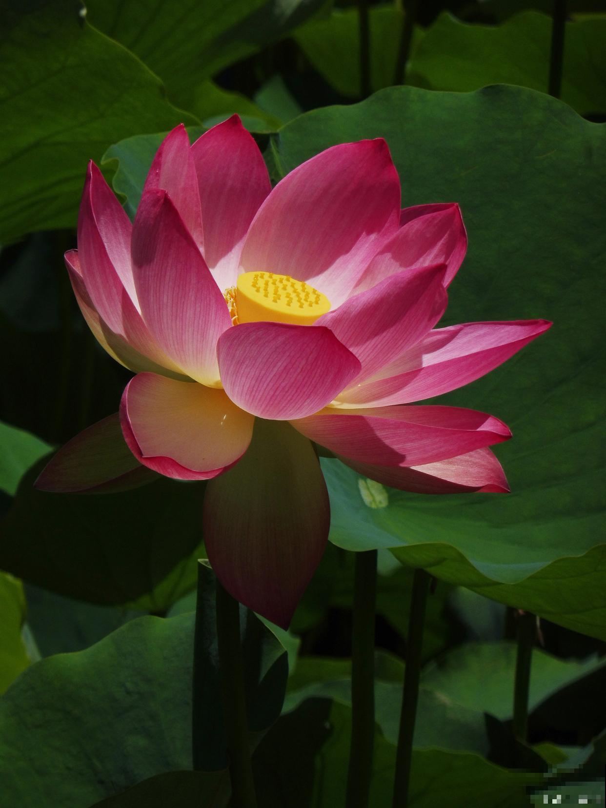 家养莲花怎么养？