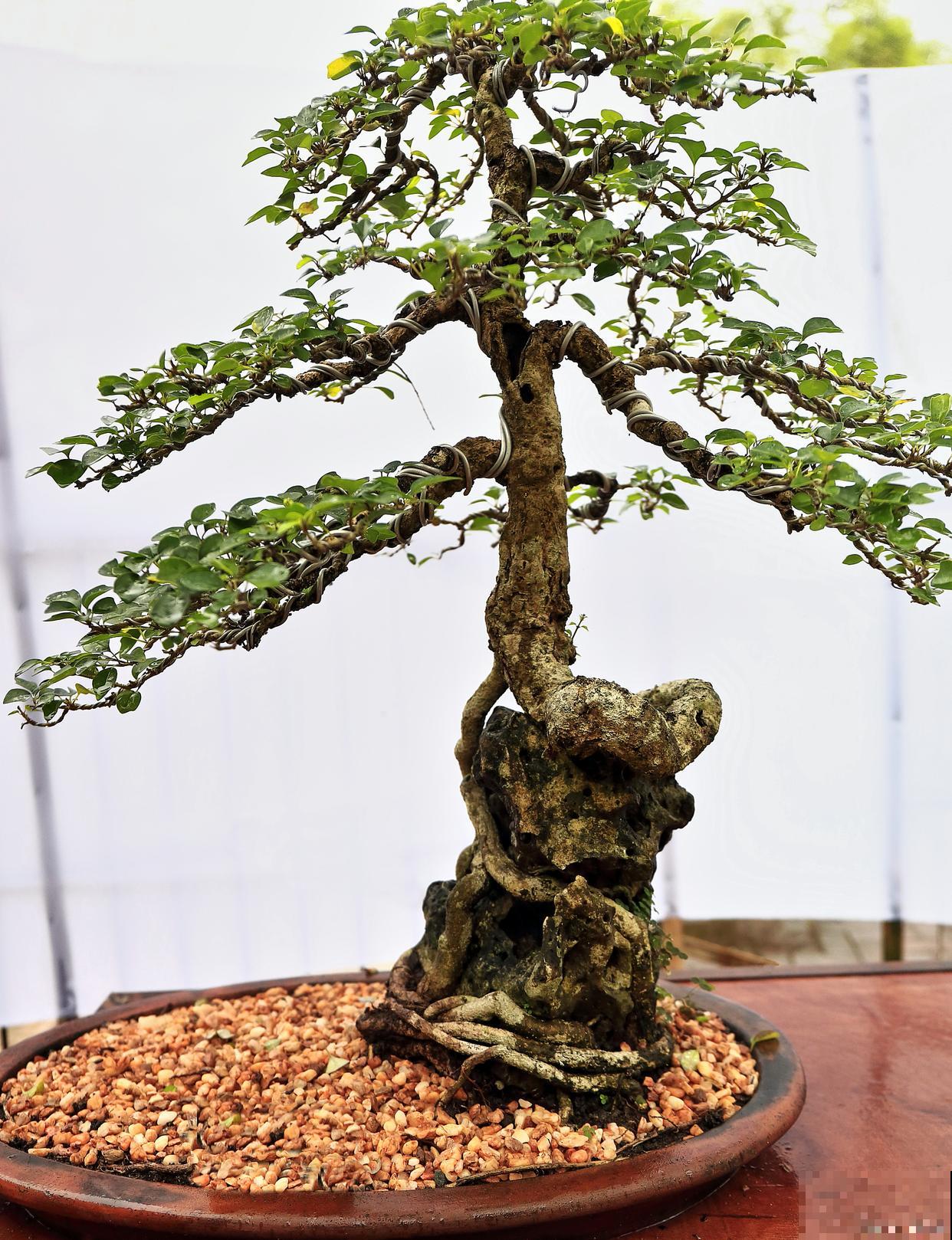 如何给盆景施肥？